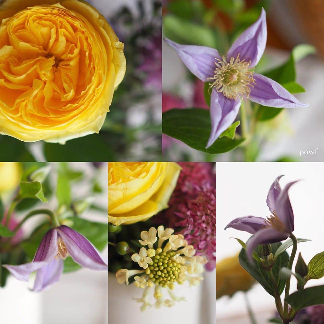 anemone_69のインスタグラム：「. ⋆*❁*⋆ฺ｡* . .」