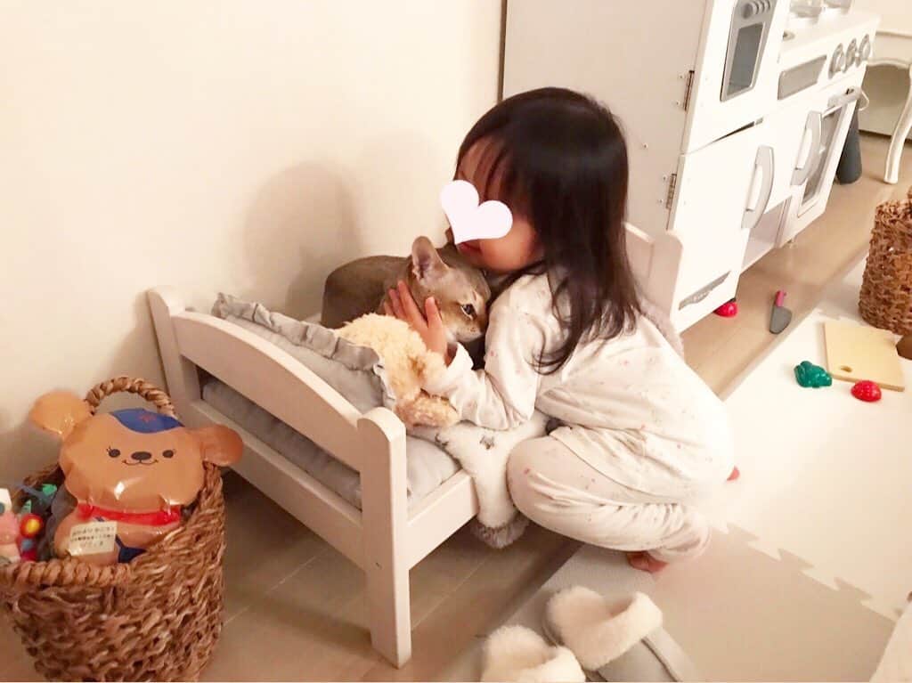 モルト♡Malt(Singapuracat)のインスタグラム：「モルちゃんが妹ちゃんと初対面した日のことを思うと2人の成長に涙が出る😢✨ 今では、嬉しいことがあると パパ・ママ・モルちゃん と順番にぎゅーしにくる妹ちゃんと、それを受け入れるモルちゃん。 * あんなに凶暴になってしまったのが嘘のよう。 モルちゃん本当にありがとう😿💕 * * * (泣きながら撮った)」