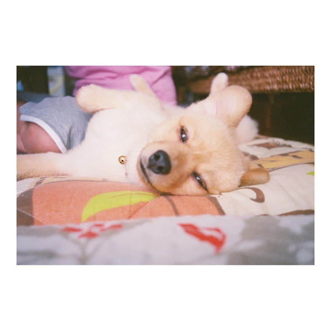 加村真美のインスタグラム：「📸 #film #いぬすたぐらむ #ピンボケのまる #じゃないまる」