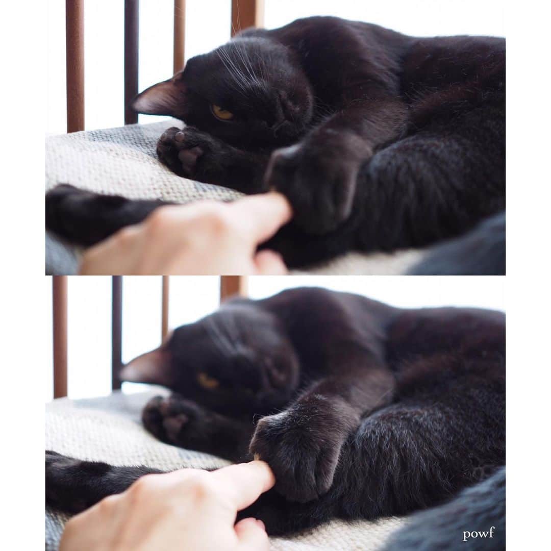 anemone_69のインスタグラム：「. 2枚目は動画です . #ハカセとキョウジュ #ハカセとキョウジュmovie #blackcat #黒猫 #cat #猫 #保護猫 . . .」
