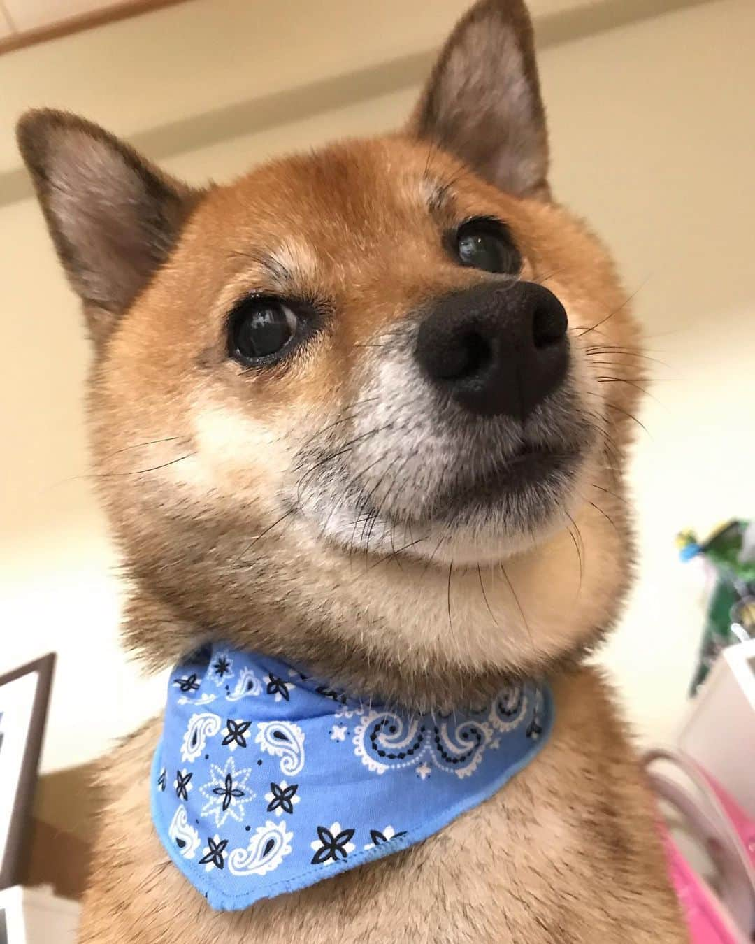 柴犬はなこ Shibainu Hanakoさんのインスタグラム写真 - (柴犬はなこ Shibainu HanakoInstagram)「Fashionable?🐶✨ 新しいお店でシャンポーしてもらったら、バンダナ付けてくれました☺️でもなぜ青？ #shiba #dog #shibainu #犬 #柴犬」9月8日 21時26分 - kiki_beee