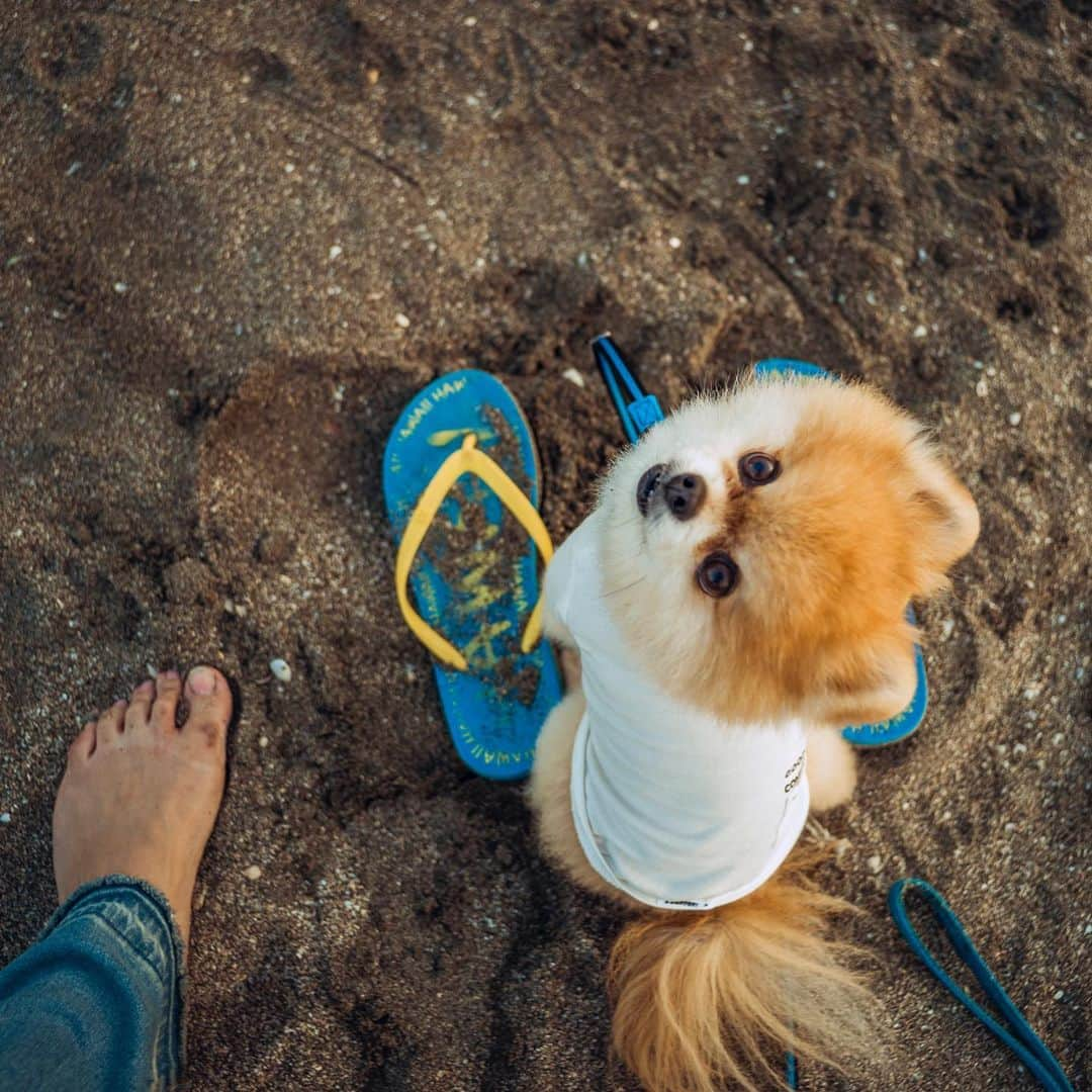 ポテチンさんのインスタグラム写真 - (ポテチンInstagram)「9月のはじまりは海の近くのステキなお家のBBQで。Special thanks Lily’s dad 👨🏻」9月8日 21時30分 - pom.potechin