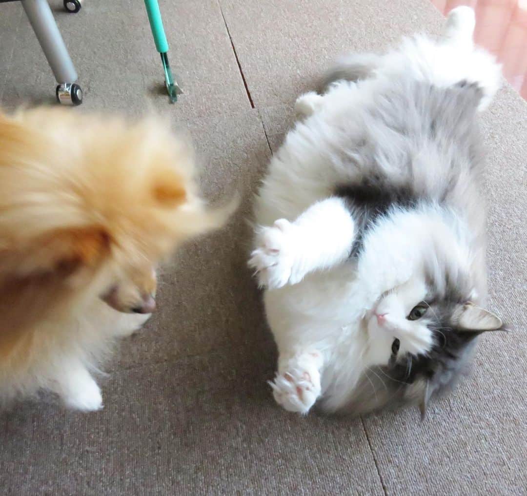 Hanaさんのインスタグラム写真 - (HanaInstagram)「ブログ更新しました♪ プロフィールから飛べます🚀 http://kedamakyoudai.blog.jp/ * 犬猫バトル 🐶🔥😼 * 喧嘩するほど仲が良い * * #NorwegianForestCat#Pomeranian#japan#catlover#doglover#dogs#cat#Kawaii#fluffy#pom#fluffydog#catsofinstagram#dogsofinstagram#fluffycat#ノルウェージャンフォレストキャット#ポメラニアン#pecoいぬ部#ペコねこ部#犬と猫のいる暮らし#かわいい#cute#cutecat#cutedog#funny#funnydog#funnycat#いぬのきもち#ねこのきもち#もふもふ#犬と猫どっちも飼ってると毎日たのしい」9月8日 21時45分 - mofu2family