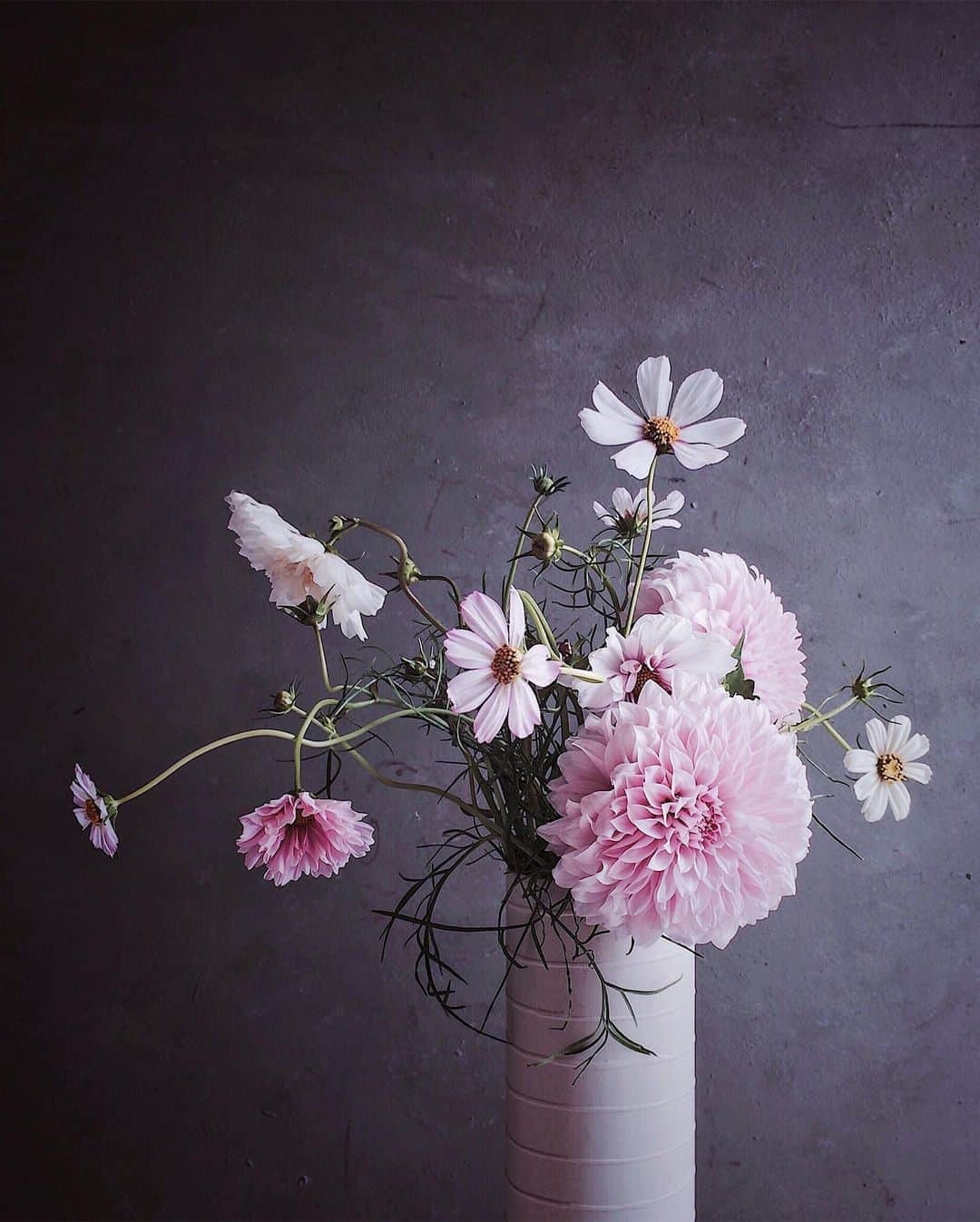 のインスタグラム：「Dahlias and cosmos🌸🌸 #cosmosflower #dahlia #dahlias #ダリア #コスモス  台風心配ですね。 お気をつけください。」