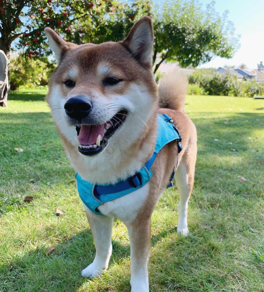 ?Fricko the Shiba Inu?のインスタグラム：「Allo hoomans! 🐾 🐾 🐾 #FrickoandKeaton #🐶 #☀️ #shiba #shibainu #dog #柴犬 #赤柴 #黒柴  #adorable #shibalovers #shibaholics  #dogoftheday  #weeklyfluff #aww #dogstagram  #dogscorner #puppiesofinstagram #shibapuppy」