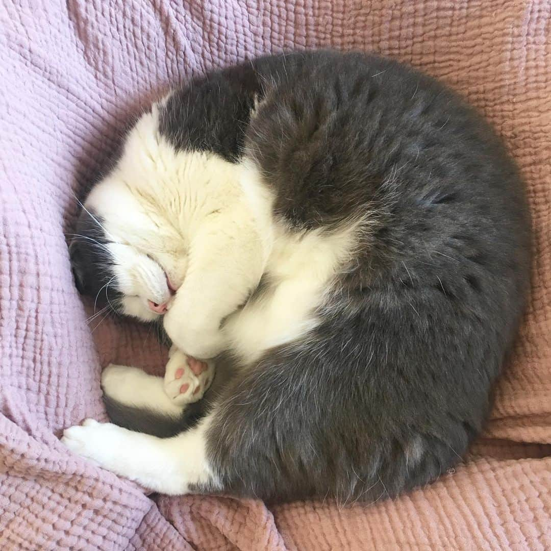 catinberlinさんのインスタグラム写真 - (catinberlinInstagram)「🦐 or 🐌? 😆 www.catinberlin.com」9月8日 22時40分 - catinberlin