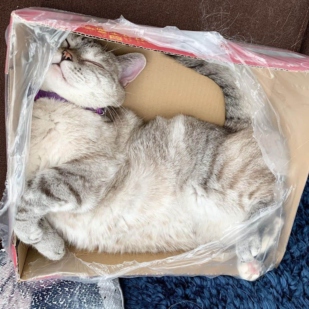 nala_catさんのインスタグラム写真 - (nala_catInstagram)「Guess how many hour I slept like this yesterday? 😂 @lovenalaco」9月8日 22時48分 - nala_cat