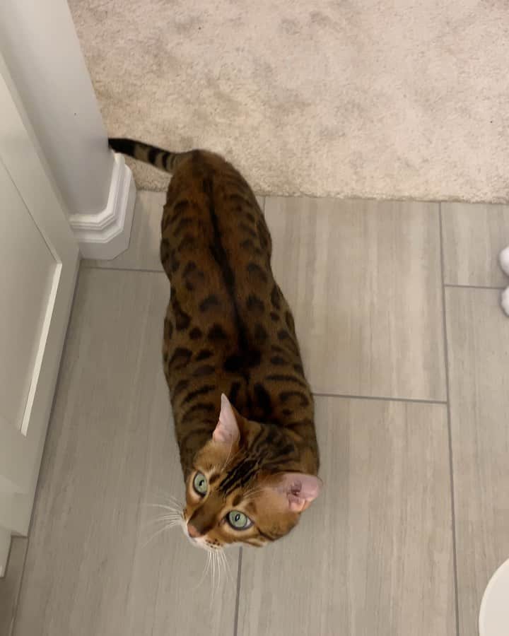 のインスタグラム：「I sit for treats. . 🔊 On」