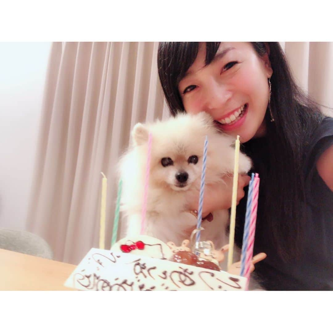 安藤あいかさんのインスタグラム写真 - (安藤あいかInstagram)「９月４日に愛犬のれもんちゃんが息を引き取りました。そして今日、天国へ旅立ちました。葬儀には親戚も駆けつけてくれて嬉しかったね。 SNSでもみんなにたくさん可愛がってもらったので、報告でした。 16歳5ヶ月。病気もしてつらいこともあったね。がんばったね。お疲れ様。 うちにきてくれてありがとう！ 人見知り犬見知りだし散歩行きたがるけせに歩かない、触れというけど触りすぎると怒る、そんな自由なれもんちゃん大好きだったよー旅がんばってね！なんだか長い旅みたい。 末っ子がいなくなり寂しいー 写真は、ここ2〜3年のれもんちゃん。 家族が愛おしすぎて弟と別れる時にハグしようとしたら避けられた、、！」9月8日 23時01分 - aikaando