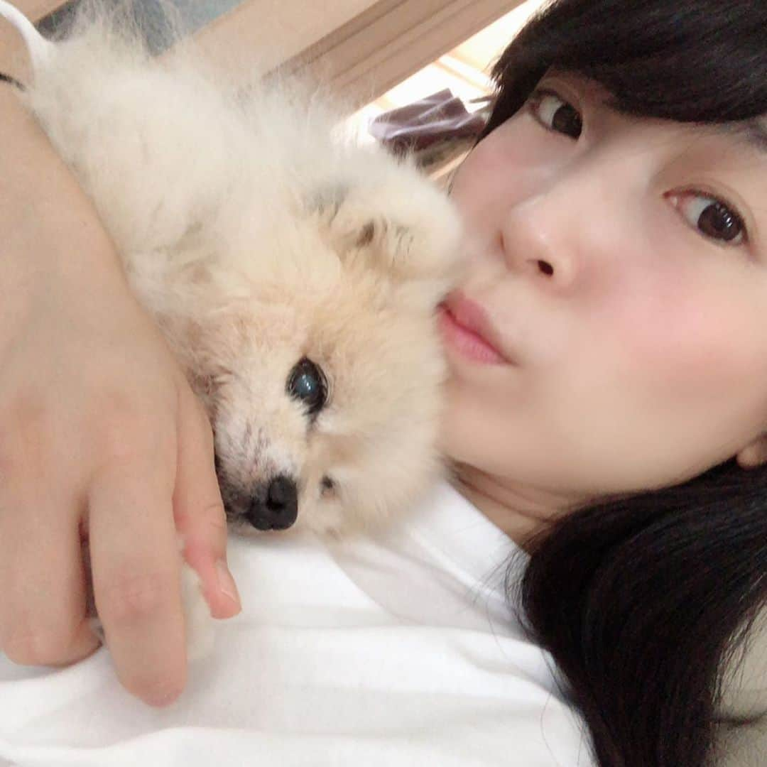 安藤あいかさんのインスタグラム写真 - (安藤あいかInstagram)「９月４日に愛犬のれもんちゃんが息を引き取りました。そして今日、天国へ旅立ちました。葬儀には親戚も駆けつけてくれて嬉しかったね。 SNSでもみんなにたくさん可愛がってもらったので、報告でした。 16歳5ヶ月。病気もしてつらいこともあったね。がんばったね。お疲れ様。 うちにきてくれてありがとう！ 人見知り犬見知りだし散歩行きたがるけせに歩かない、触れというけど触りすぎると怒る、そんな自由なれもんちゃん大好きだったよー旅がんばってね！なんだか長い旅みたい。 末っ子がいなくなり寂しいー 写真は、ここ2〜3年のれもんちゃん。 家族が愛おしすぎて弟と別れる時にハグしようとしたら避けられた、、！」9月8日 23時01分 - aikaando