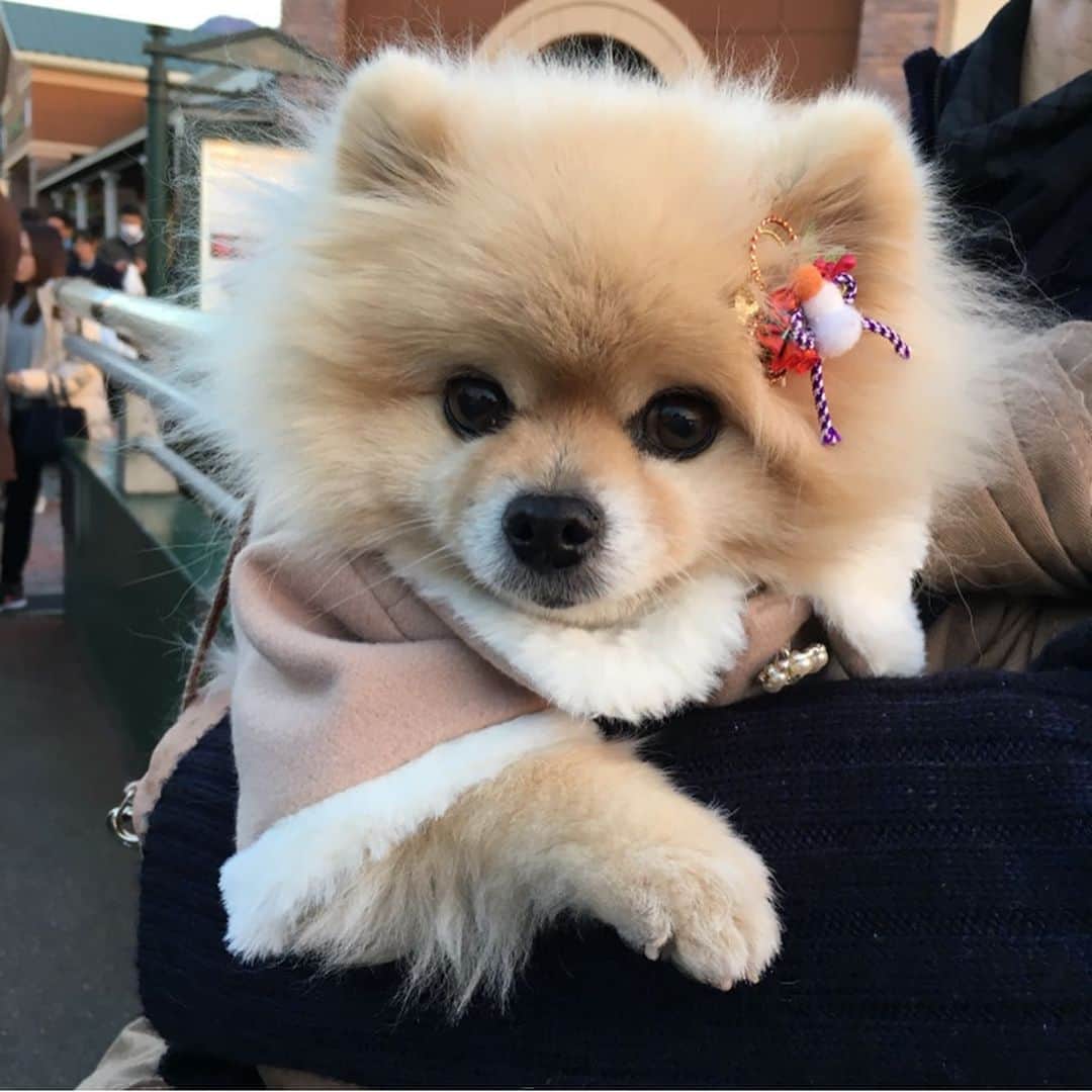 のインスタグラム：「９月４日に愛犬のれもんちゃんが息を引き取りました。そして今日、天国へ旅立ちました。葬儀には親戚も駆けつけてくれて嬉しかったね。 SNSでもみんなにたくさん可愛がってもらったので、報告でした。 16歳5ヶ月。病気もしてつらいこともあったね。がんばったね。お疲れ様。 うちにきてくれてありがとう！ 人見知り犬見知りだし散歩行きたがるけせに歩かない、触れというけど触りすぎると怒る、そんな自由なれもんちゃん大好きだったよー旅がんばってね！なんだか長い旅みたい。 末っ子がいなくなり寂しいー 写真は、ここ2〜3年のれもんちゃん。 家族が愛おしすぎて弟と別れる時にハグしようとしたら避けられた、、！」