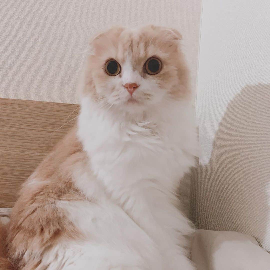のんたのインスタグラム：「ぼーちゃんも元気にしてます♡ この週末は何度もお昼寝に誘われて、その度にぼーちゃんに付いて行って添い寝したので満足してくれたみたい。 でもさっき新しく買ったバリカンで肉球周りの毛をカットしようとしたら激おこ。 病院ではあんなにおとなしくカットされてるのになー？」