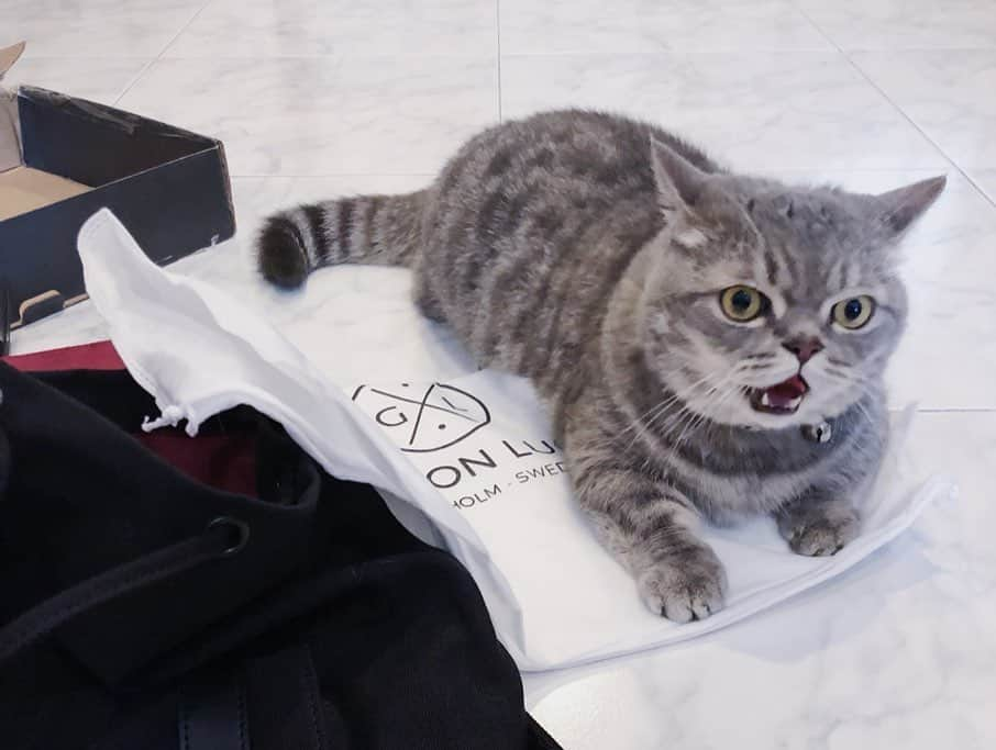 Pancakeさんのインスタグラム写真 - (PancakeInstagram)「“As you can see from pictures, I really like and enjoy playing with the BOX and DRAWSTRING DUST BAG that came with the lovely @GastonLuga backpack. The Human really likes it but we do not need more of it; please send extra boxes and drawstring dust bags.” ⁣ .⁣ .⁣ 🐾 Check out with “nugget15” to enjoy 15% off on http://gastonluga.com. Comes with free shipping for both delivery and return. Plus, no expiry for this code; share it with your friends and loved ones 💌. ⁣ ⁣ #GastonLuga #ガストンルーガ #バックパック #リュック #backpack #cats #catstagram #catsoninstagram #catsofinstagram #kittensoninstagram #kittensofinstagram #sgcats #pets #pancake #petstagram #instagramcats #munchkincat #neko #ねこ #マンチカン」9月8日 23時13分 - nugget_pancake