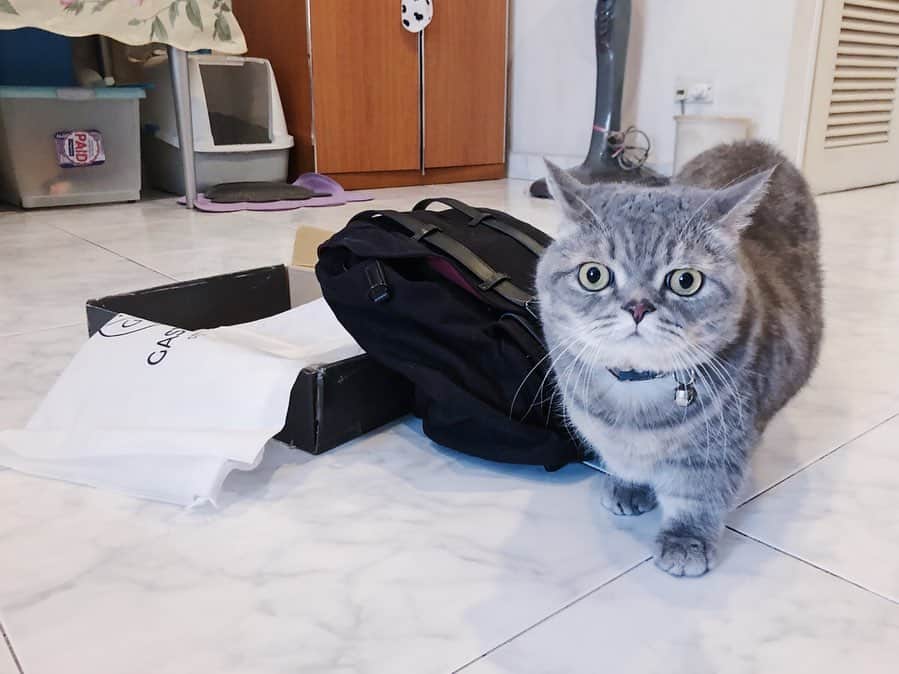 Pancakeのインスタグラム：「“As you can see from pictures, I really like and enjoy playing with the BOX and DRAWSTRING DUST BAG that came with the lovely @GastonLuga backpack. The Human really likes it but we do not need more of it; please send extra boxes and drawstring dust bags.” ⁣ .⁣ .⁣ 🐾 Check out with “nugget15” to enjoy 15% off on http://gastonluga.com. Comes with free shipping for both delivery and return. Plus, no expiry for this code; share it with your friends and loved ones 💌. ⁣ ⁣ #GastonLuga #ガストンルーガ #バックパック #リュック #backpack #cats #catstagram #catsoninstagram #catsofinstagram #kittensoninstagram #kittensofinstagram #sgcats #pets #pancake #petstagram #instagramcats #munchkincat #neko #ねこ #マンチカン」