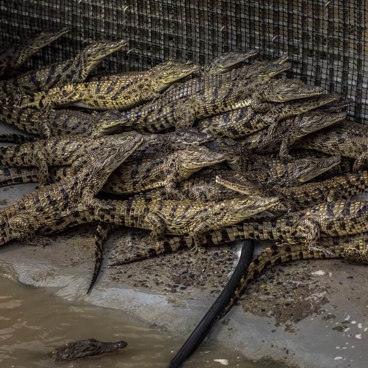 Wall Street Journalさんのインスタグラム写真 - (Wall Street JournalInstagram)「The Le Croc crocodile farm in Sanddrift, South Africa, wants consumers to be able to trace the bags, belts and shoes made from its animals’ skin not only to the farm where they were raised, but also the pens they were kept in. ⠀ ⠀ The new supply-chain program is part of an effort to appeal to luxury shoppers increasingly concerned with where their purchases come from and how they are made.⠀ ⠀ Le Croc is one of five large South African farms helping to establish a set of ethics standards for skin production. The group hopes greater transparency and improved practices can counter a backlash over animal welfare.⠀ ⠀ See more in our Stories.⠀ ⠀ 📷: charlieshoemaker for @wsjphotos」9月8日 23時15分 - wsj
