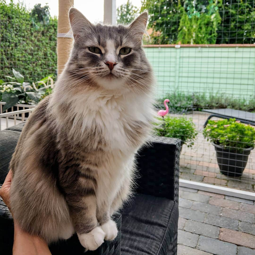 Nila & Miloさんのインスタグラム写真 - (Nila & MiloInstagram)「Hands off my #fluffybutt 😹❤️ #pawpatrol #fluffycat #howrude」9月8日 23時15分 - nilamilo