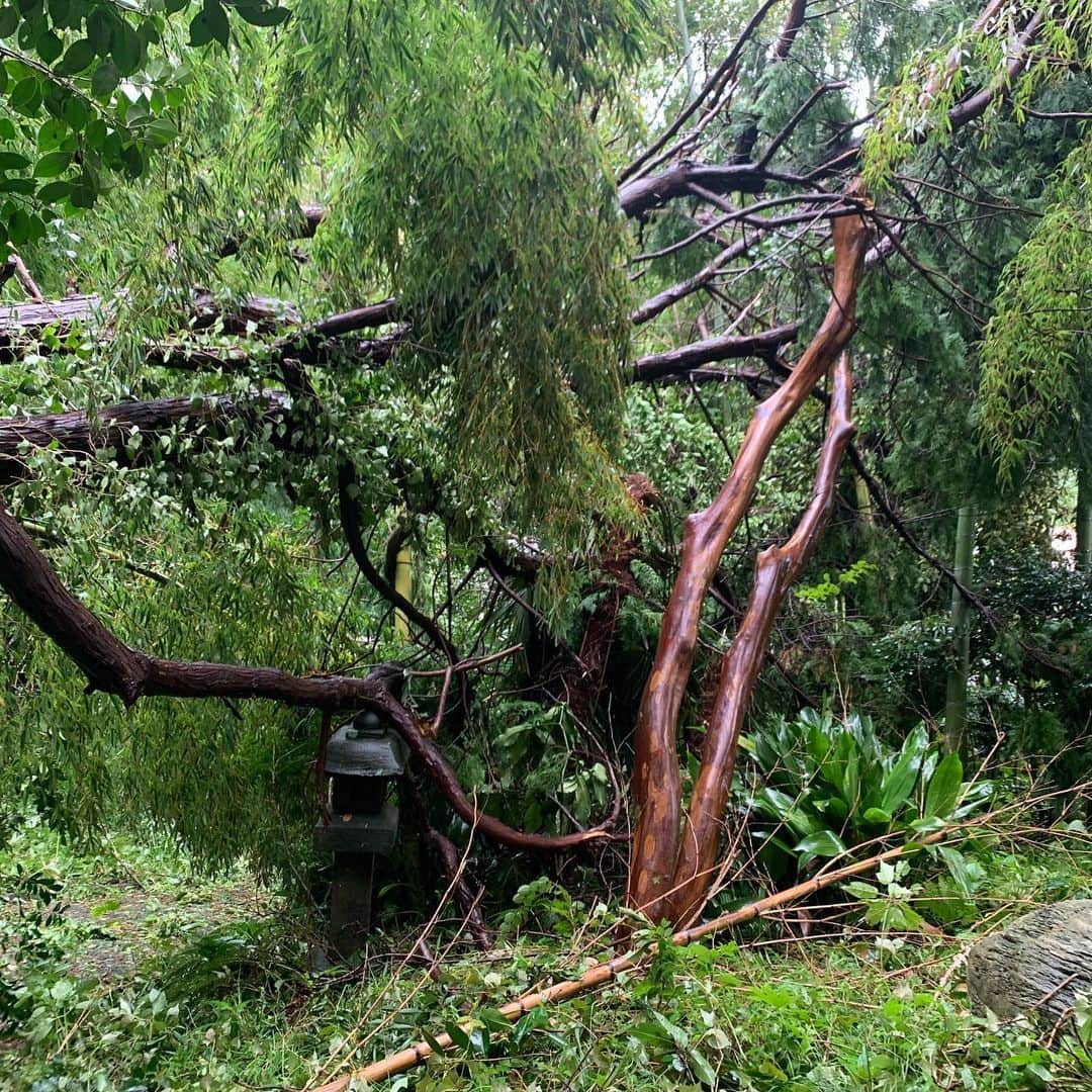 クリス智子さんのインスタグラム写真 - (クリス智子Instagram)「台風、猛威。 みなさん、大丈夫でしょうか？！ 鎌倉は、かなり荒れました。🌀 （状況シェアで、upします）  我が家は、かなり大きな木が倒れ、崖は一部、崩れました。どうするかなぁ。。😑 しかし、家も人も無事。  この状況の中、時間遅れてスクールの息子のお弁当を、冷静に作りながら、電車情報チェック。 運転見合せ多く、早朝から電話して、ようやくタクシーがきてくださり、乗れました〜。 今日は、生放送前に、一つ仕事あり、すでに出ています。間に合いますように！  という状況です。 いろいろ ご心配、ありがとうございます。  天気は、回復してきましたね。  移動中も、マンホールから水が溢れて吹き出していたり、塀が崩れていたり。  みなさんも、ひきつづき、お気をつけて👏」9月9日 8時58分 - chris_tomoko