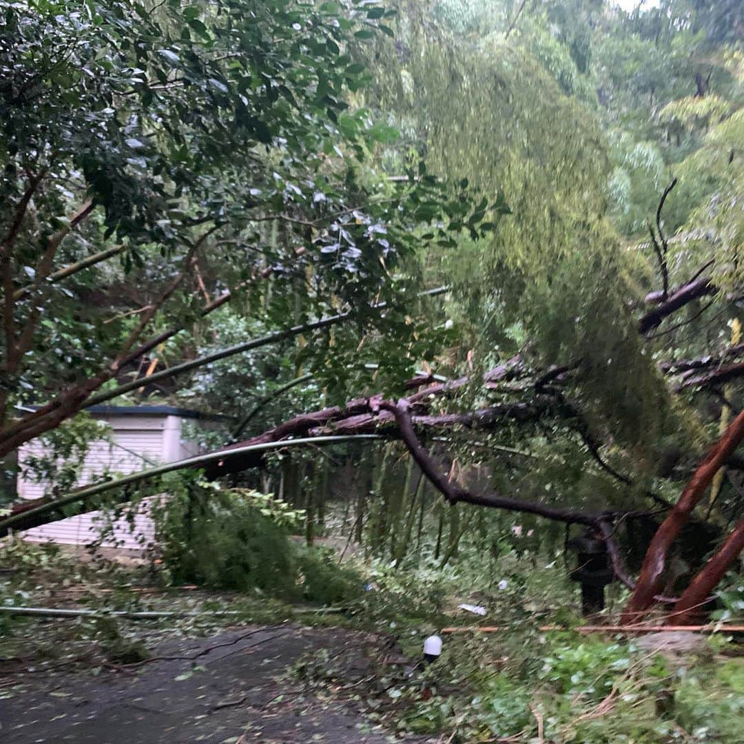 クリス智子さんのインスタグラム写真 - (クリス智子Instagram)「台風、猛威。 みなさん、大丈夫でしょうか？！ 鎌倉は、かなり荒れました。🌀 （状況シェアで、upします）  我が家は、かなり大きな木が倒れ、崖は一部、崩れました。どうするかなぁ。。😑 しかし、家も人も無事。  この状況の中、時間遅れてスクールの息子のお弁当を、冷静に作りながら、電車情報チェック。 運転見合せ多く、早朝から電話して、ようやくタクシーがきてくださり、乗れました〜。 今日は、生放送前に、一つ仕事あり、すでに出ています。間に合いますように！  という状況です。 いろいろ ご心配、ありがとうございます。  天気は、回復してきましたね。  移動中も、マンホールから水が溢れて吹き出していたり、塀が崩れていたり。  みなさんも、ひきつづき、お気をつけて👏」9月9日 8時58分 - chris_tomoko