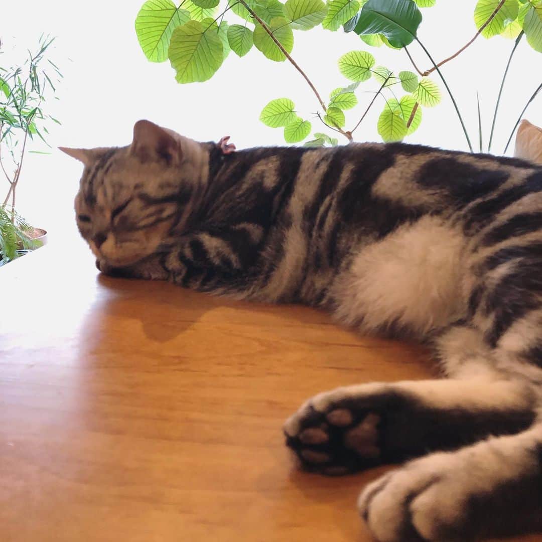 chai0219さんのインスタグラム写真 - (chai0219Instagram)「昨日注射したので今朝はリラックスしてます😊  #americanshorthair #kitty #kitten #cat #cats #catstagram #neco #アメショ #アメショー #アメリカンショートヘア #ねこ #猫 #ネコ #にゃんこ #ニャンコ #ねこ部 #猫もふ #ねこのきもち #慢性腎不全猫 #ねこのいる生活 #ねこのいる暮らし」9月9日 9時19分 - chai0219