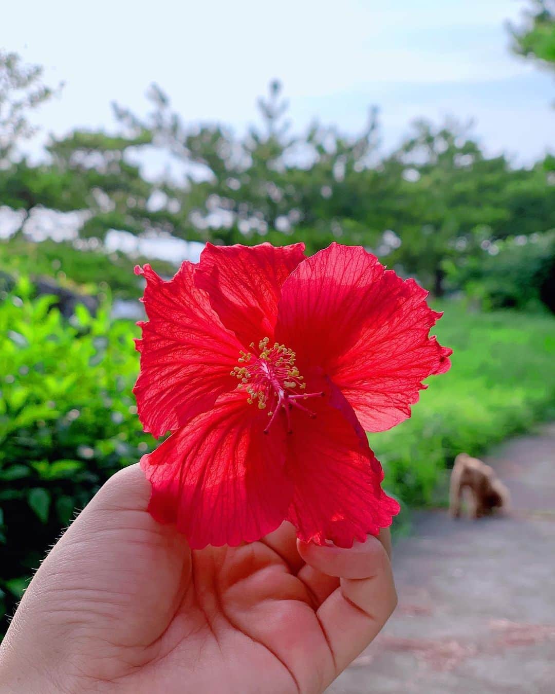 のインスタグラム：「散歩の途中で見つけた🌺﻿ ﻿ ﻿ (*˙˘˙*)ஐ﻿ ﻿ ﻿ ﻿ 🐶vs🐱﻿ ﻿ ﻿ ユキチは一生懸命に吠えてる🗣﻿ 猫ちゃん🐈微動だにせず😂﻿ ﻿ ★------------------------------------------------☆﻿ #沖縄人 #うちなんちゅ﻿ #散歩 ﻿#ゆきち #ゆっきー #ハイビスカス﻿ #トイプードル」