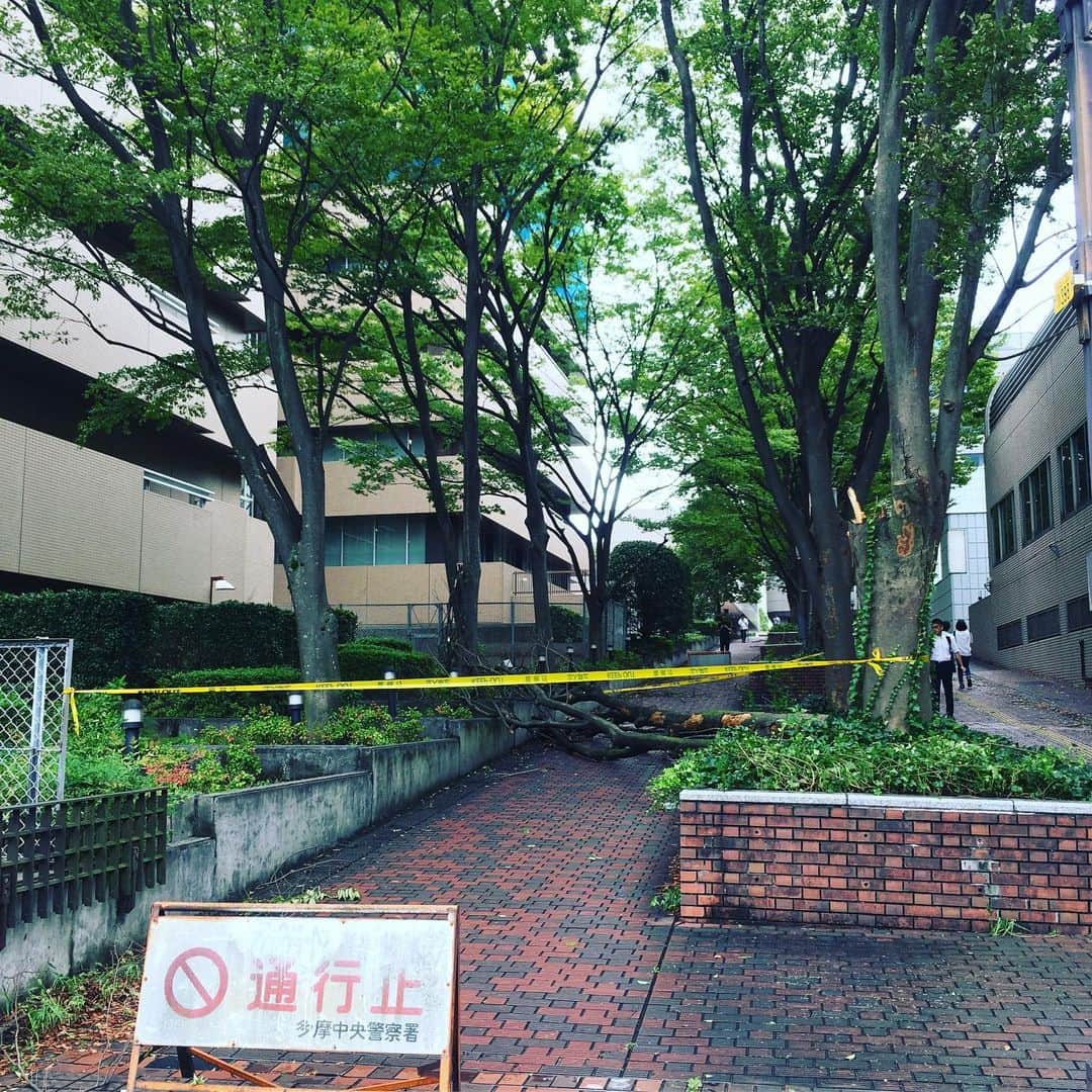 たまこ部@多摩センターさんのインスタグラム写真 - (たまこ部@多摩センターInstagram)「台風で木が折れていました。まだまだ危ない所も多いので、皆さまお気をつけて。 #台風の影響  #多摩センター #たまこ部 #多摩市広報部員 #小田急多摩センター #京王多摩センター #多摩モノレール #多摩市 #ピューロランド #子育て #多摩市を盛り上げたい」9月9日 9時32分 - tamacobu2015