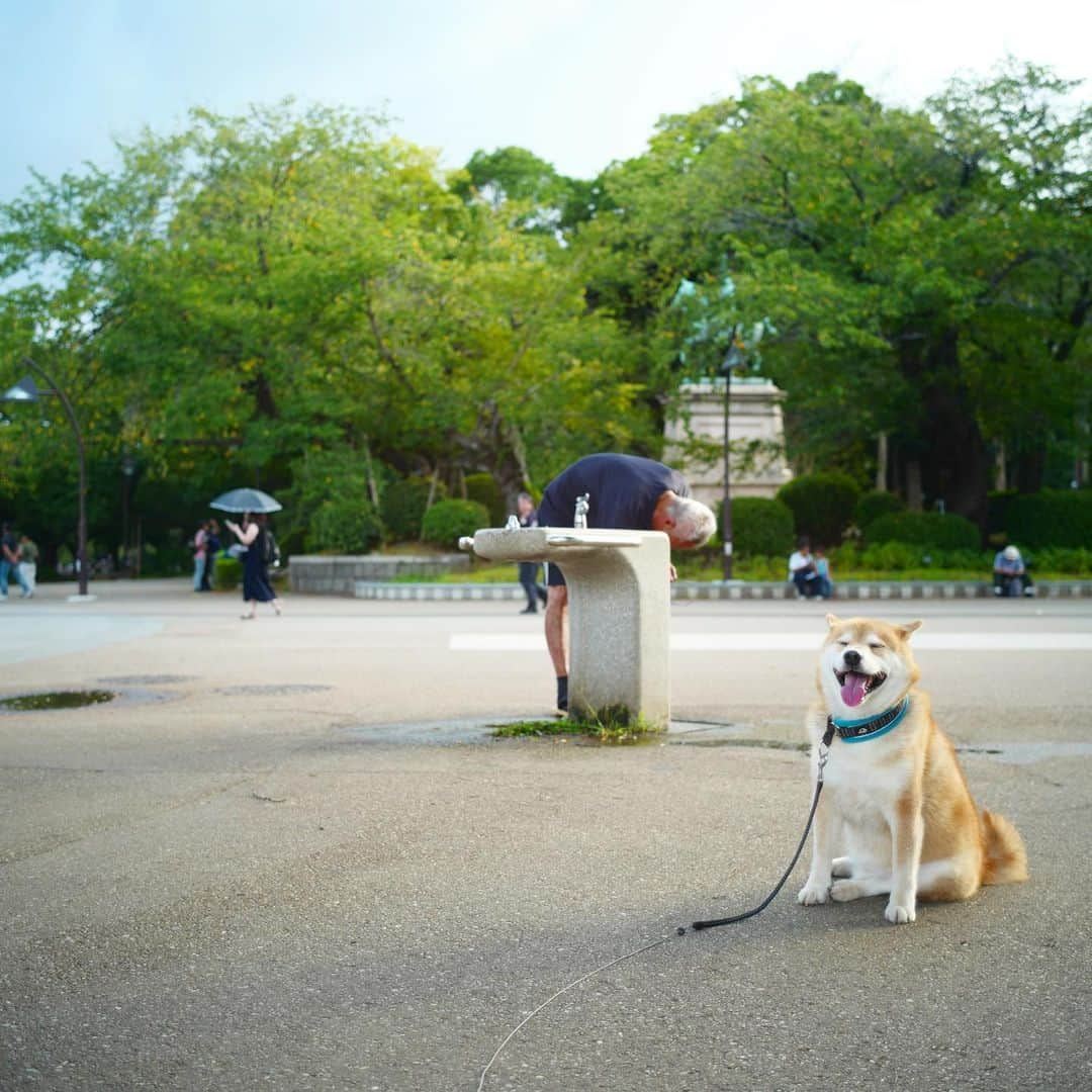 まる（まるたろう）さんのインスタグラム写真 - (まる（まるたろう）Instagram)「Be smiling on monday✨🐶✨おはまる〜 昨日の夜は凄かったな〜 #超怖かった #たいふういっかは台風一家では無いらしい #柴犬まる一家 #月曜日は笑顔で頑張る日」9月9日 9時45分 - marutaro