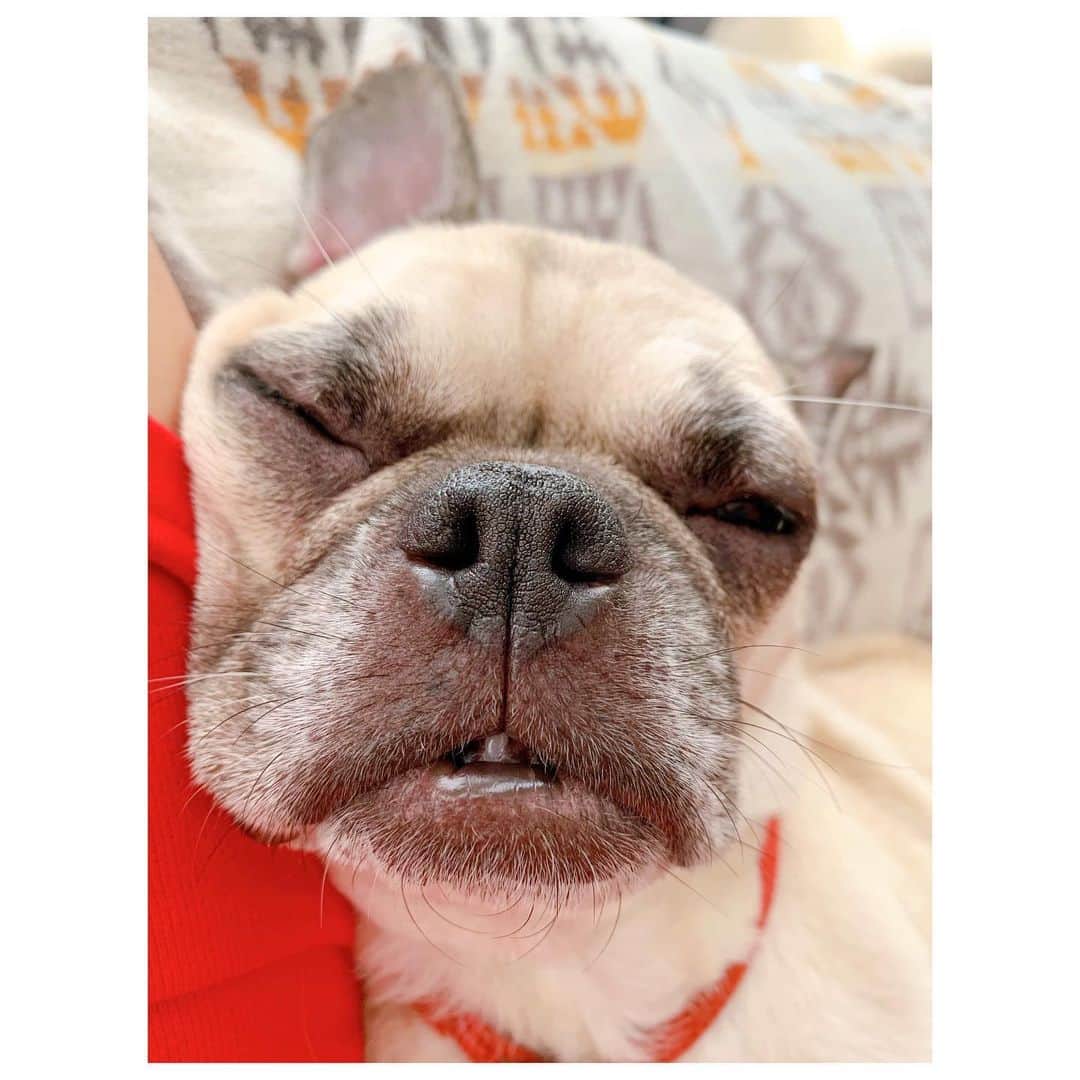 李ヒャンさんのインスタグラム写真 - (李ヒャンInstagram)「gm☻ やー、台風すごかった。 暴風雨の音が凄すぎてなかなか寝付けなかったよ。 台風は過ぎ去ったけど、被害に遭われた方もいると思うので早く色々復旧される事願います🙏 台風前は実家にてブルーベリーを狩り、それでブルーベリーマフィン作りました。 人間用とちょっと歪なのがワンコ用。 ブルーベリーはおやつとしてそのままあげても大丈夫なのであげたら喜んでた。 おやつ後昼寝してたトトの寝顔があまりにもブサイクすぎたので記録残しときますww(ちなみに写っている歯はしゃくれてるから下の歯ですw) 今日は台風一過でまた暑くなるみたいなので体調管理気をつけながら今週も頑張ろ💪 #pug #frepug #frenchbulldog #ilovemydog #ぽにトト」9月9日 9時50分 - 73hyang