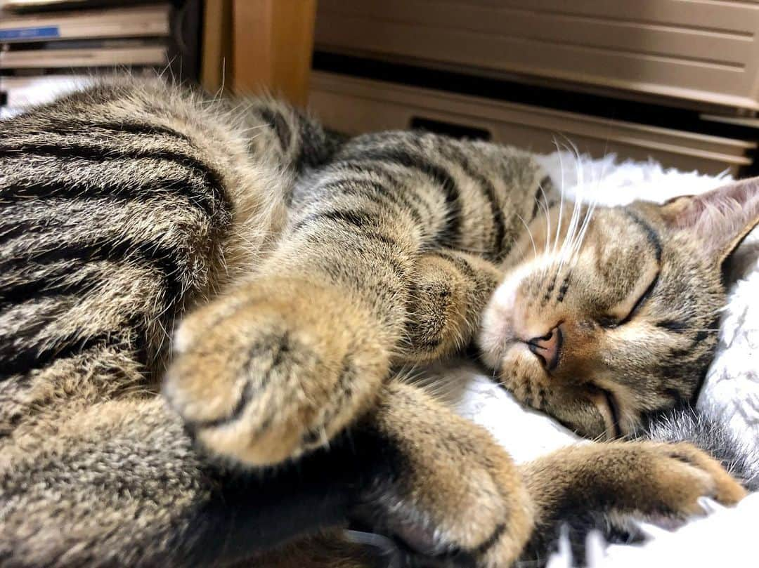 レモンライムのインスタグラム：「朝一走りしたからもう一回寝るにゃ〜🐱💤﻿ みなさん台風大丈夫だったかにゃ？？﻿ ﻿ ﻿ #lemon_lime🍋🥒﻿ #猫 #cat #ねこのおうち #ねこぶ #ねこのきもち ﻿ #animal #cutepetclub #beautiful #cats_of_world #ねこと暮らす #ねこ部 #ねこ好き #みんねこ #ねこのいる暮らし  #ねこちゃん #ねこlove #ねこ様 #ねこずき ﻿ #にゃんすたぐらむ﻿ #고양이산책 ﻿ #ねこ﻿ #ねこいる ﻿ #catlovers #catstagram #catlife ﻿ #ねこラブ猫多頭飼い」