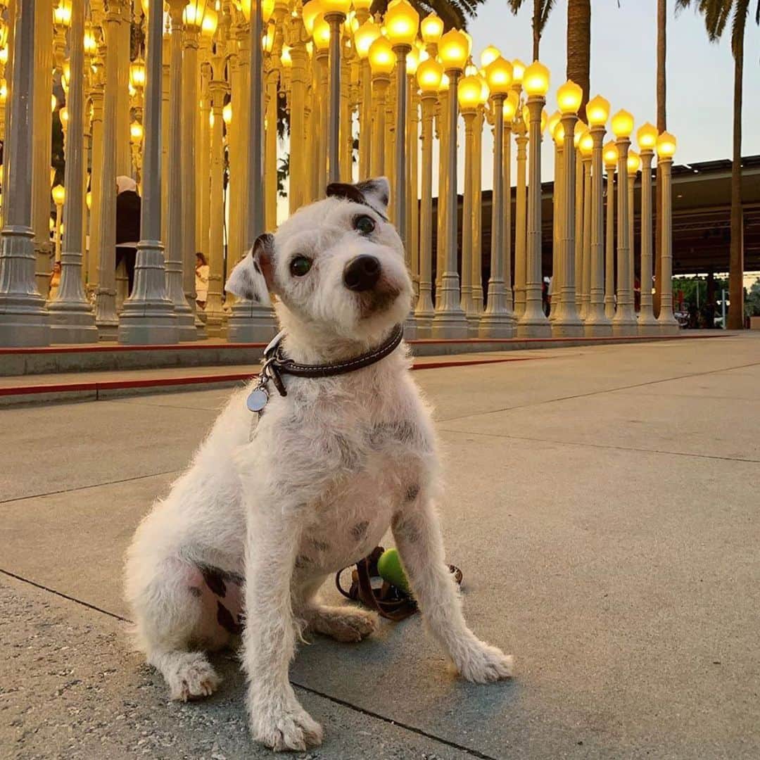 ロサンゼルスカウンティ美術館さんのインスタグラム写真 - (ロサンゼルスカウンティ美術館Instagram)「Best friends welcome! Tag a buddy that needs to explore art with you soon. #DogsOfLACMA regram via @tonkathejack」9月9日 10時04分 - lacma