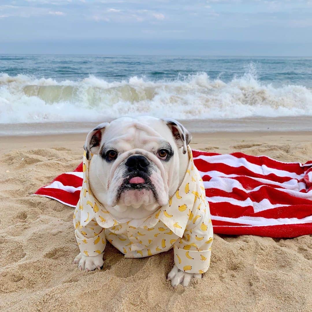 DogsOf Instagramのインスタグラム：「“Beach with a banana button-down!” writes @my_little_gnocchi  #dogsofinstagram」