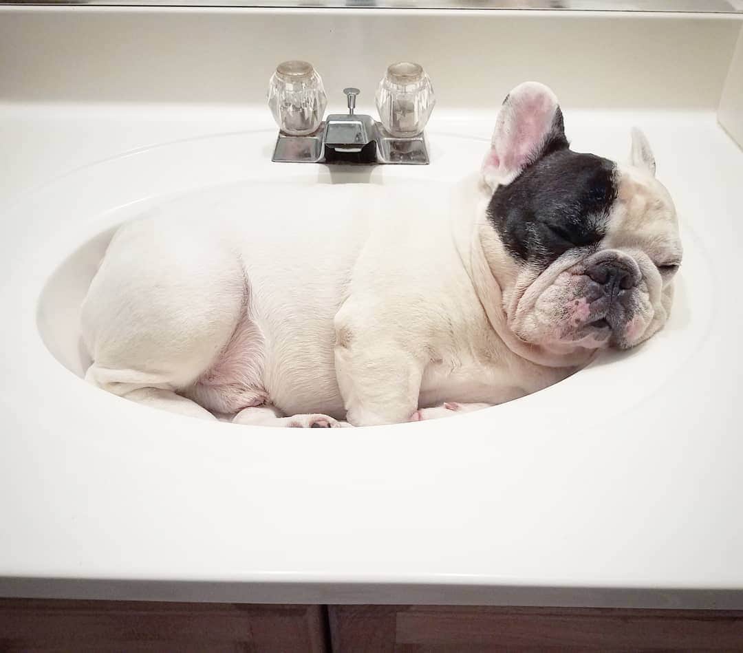 Manny The Frenchieのインスタグラム：「Sundays are for napping, sink napping! 😴」