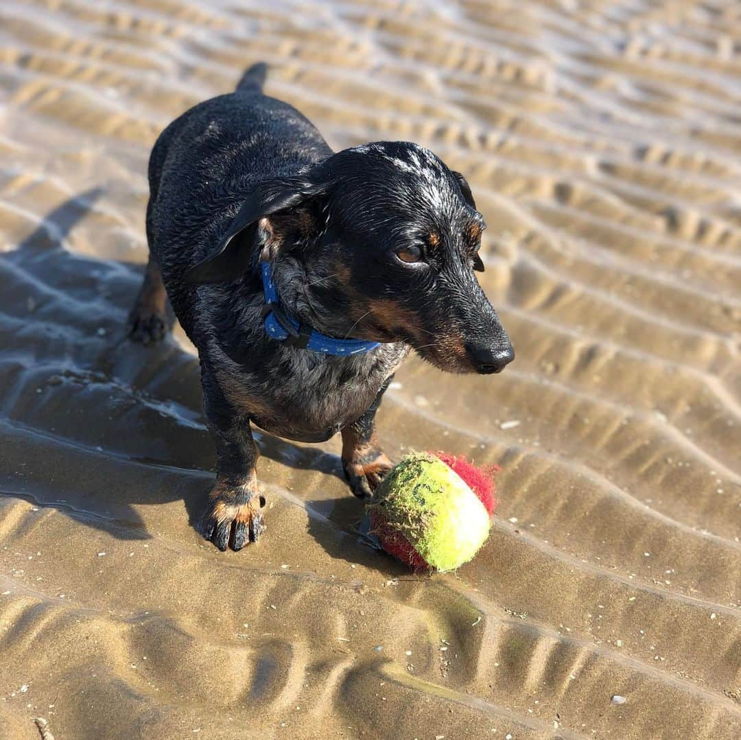 ミシェル・キーガンさんのインスタグラム写真 - (ミシェル・キーガンInstagram)「The last few days of Summer 💗 #mydogs #family #beachdays #love」9月9日 2時13分 - michkeegan