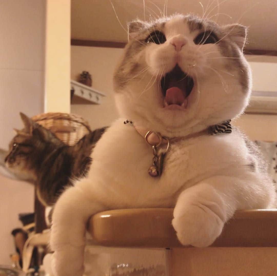 Aww Clubさんのインスタグラム写真 - (Aww ClubInstagram)「When someone tells me a joke ⠀ ⠀ 📷@ohshima_moa⠀ ⠀ Want @9gag to feature your cat 🐾? Join our community 😺 Link in bio⠀ ⠀ #meowed #ScottishFold #laughing #🇯🇵」9月9日 6時00分 - meowed