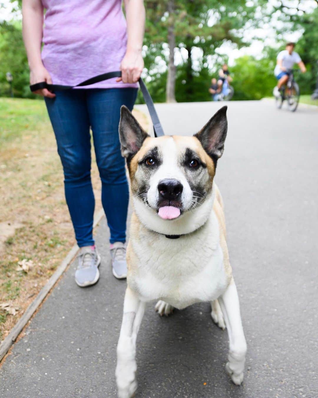 The Dogistさんのインスタグラム写真 - (The DogistInstagram)「Kronus, Akita/German Shepherd mix (7 y/o), Central Park, New York, NY • “He’s big on taking stuff off the street – tissues, a yarmulke once. It was hard to get it out of his mouth.” @kronusofnyc」9月9日 6時03分 - thedogist