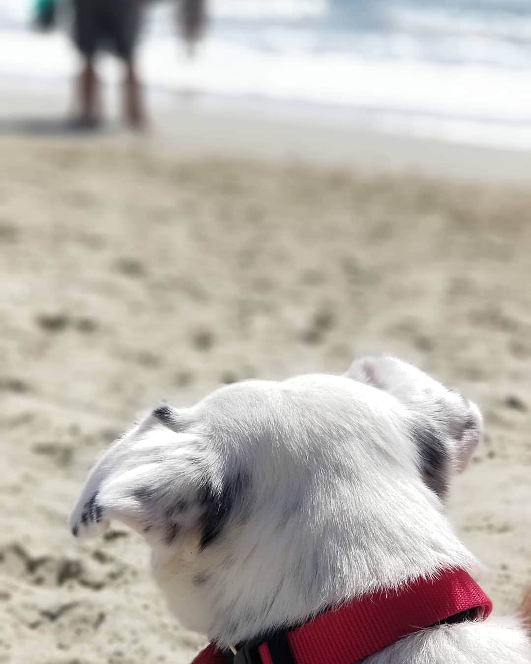 ミハル・ブジェジナのインスタグラム：「She has mixed feelings about the ocean @the_supertrio #dogbeach #huntingtonbeach #plusfive #beach #dog」