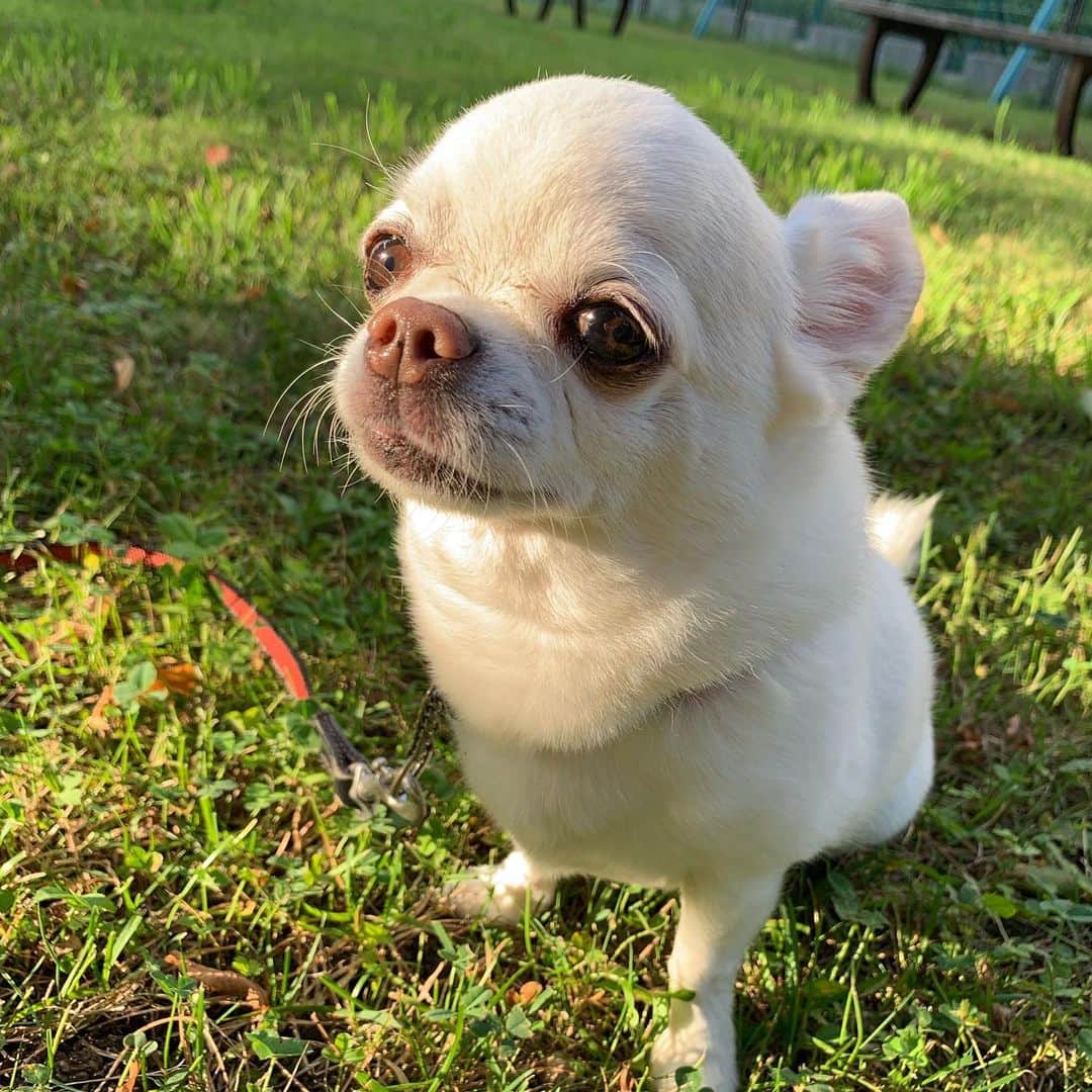 KORIKIのインスタグラム：「おはようございます♪ * #dogofsapporo #dog, #dogs, #dogstagram,#chihuahua,#犬バカ部,#チワワ,#koriki, #hanadog #白スムチ連合会, #スムチー,  #dogofthedayjp, #dogoftheday  #ilovemydog #instadog #instapet #WhiteChihuahua  #吉娃娃 #치와와  #dogsofinstagram #Chihuahualover  #ชิวาวา #チワワの輪 #barkbox #WhiteChihuahuaParty #もふもふモフモフ」
