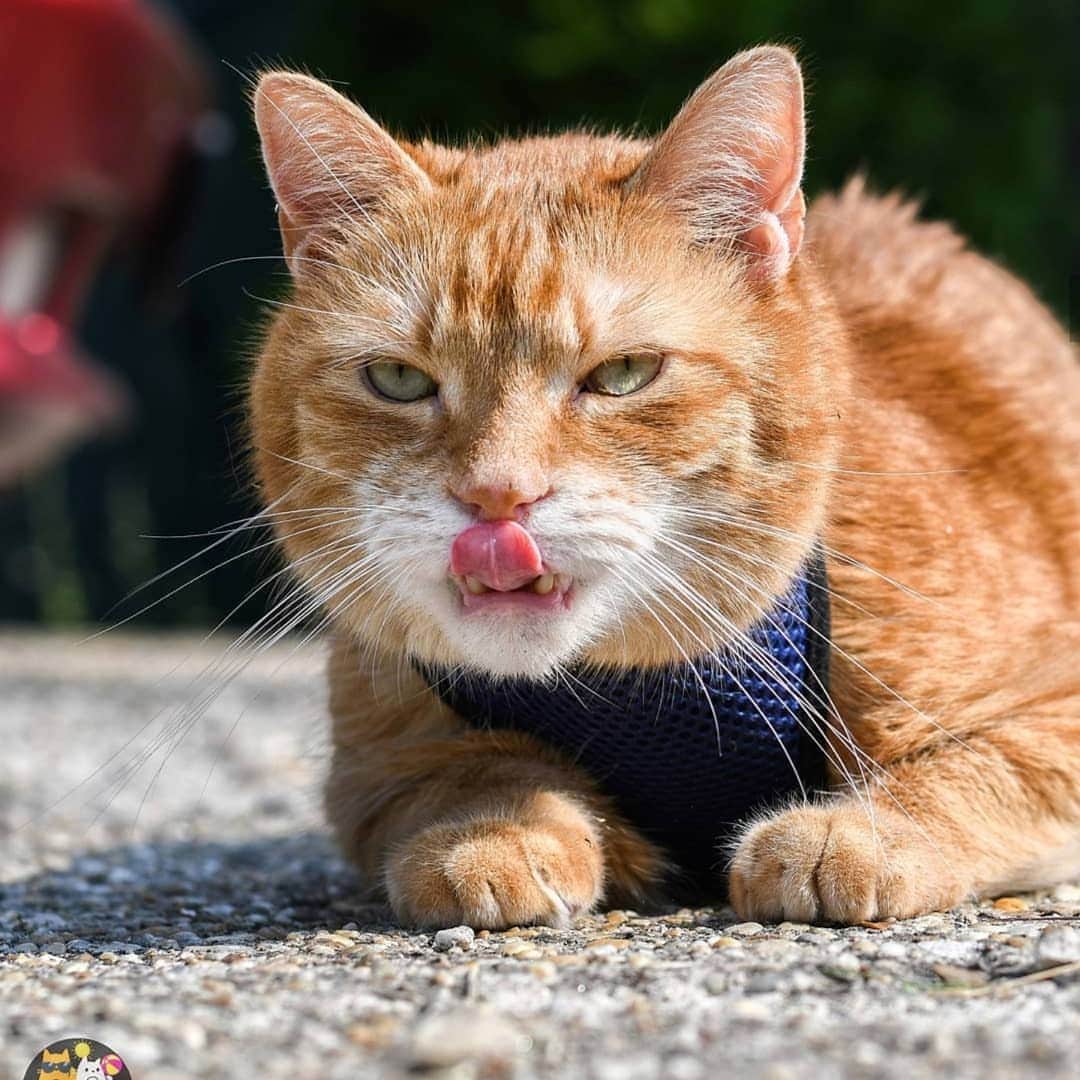 CatStockerのインスタグラム：「Hello! #catstocker is here!  Follow our FURRriend @diego_and_csipi  Scroll right for more pictures 👉 . . . . . . #cat #neko #mačka #chat #kočka #котка #kotek #kot #кіт #mače #кошка #кот #katze #gato #gatto #kissa #kattunge #猫 #고양이 #貓 #kedi #köttur #kissanpentu #חתול #кішка #kedicik #кошеня #gattino #子猫」