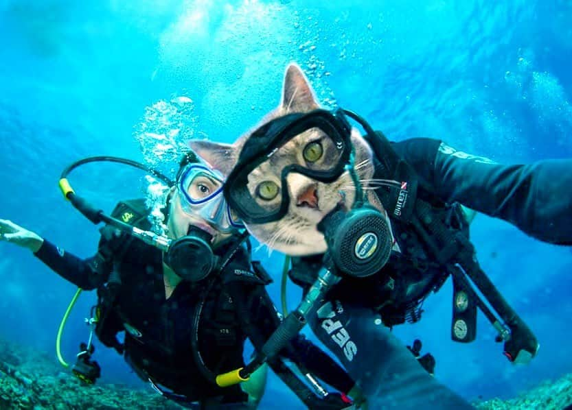 マニーのインスタグラム：「🙀 Crazy weekend.. #GoPro #scuba #cat」