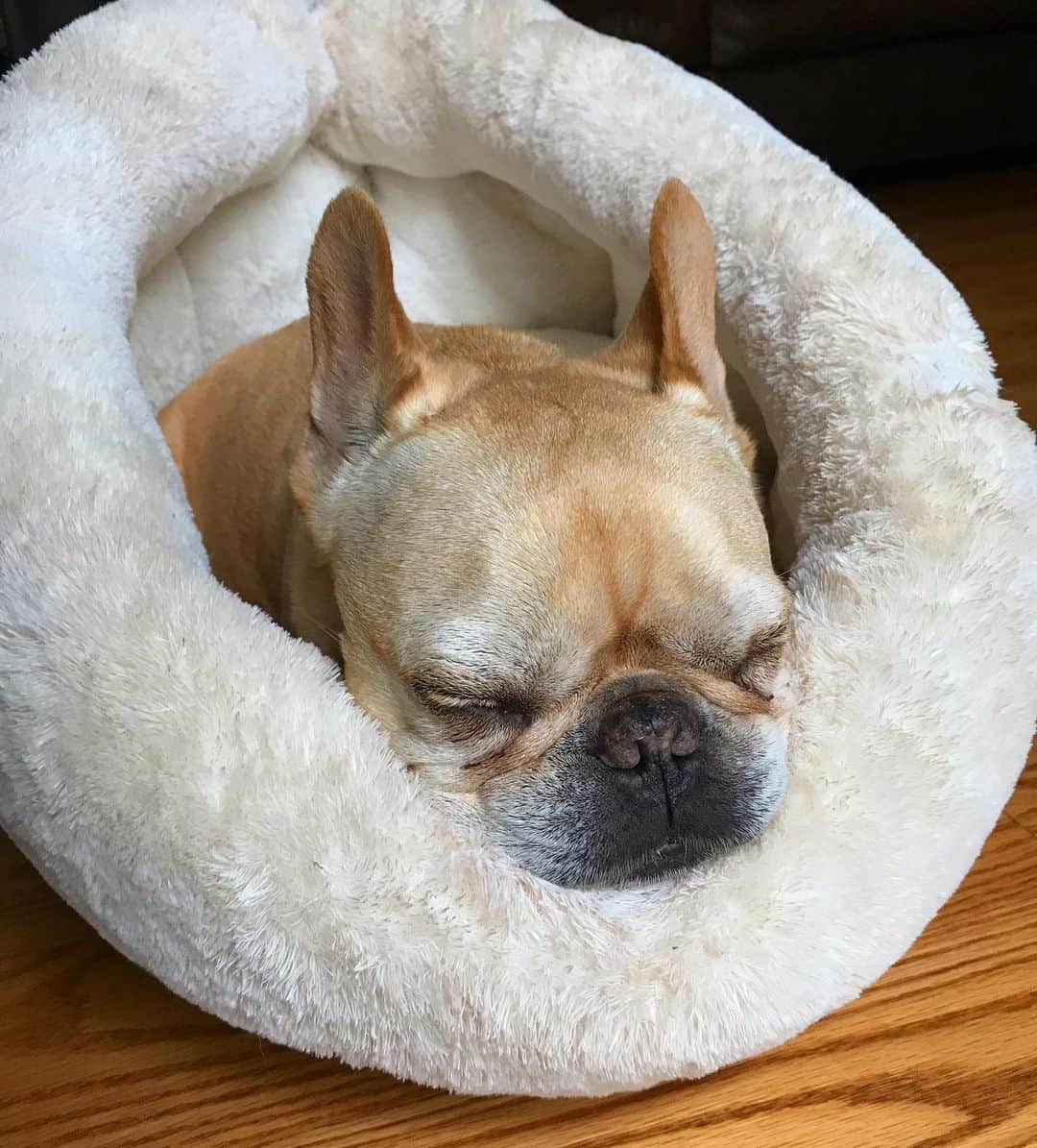 Hamlinさんのインスタグラム写真 - (HamlinInstagram)「Sunday...great for sleeping in, what feels like, a ginormous plush headphone cushion. If I had to guess, probably the left cup. 😴 I wonder who’s sleeping in the right cup?!? 😳 ........ #sunday #nap」9月9日 7時52分 - hamlin_the_frenchie