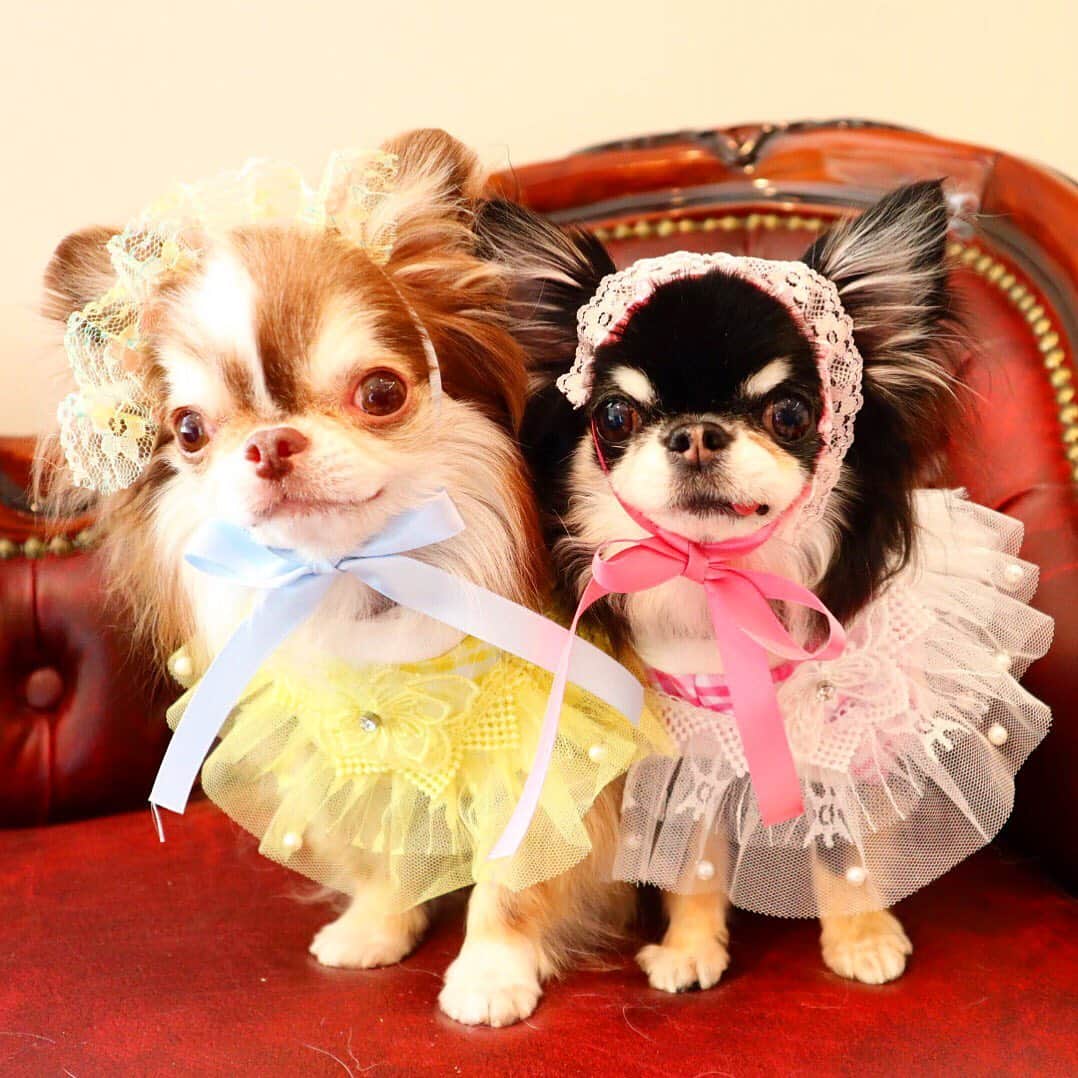 kayoのインスタグラム：「* * おはようございます☀️ * * フリフリ〜😆💕💕 * * Lychee💗Melon * * #chihuahua#chihuahualove#dogstgram#dog#instadog#チワワ#チワワ大好き * *」