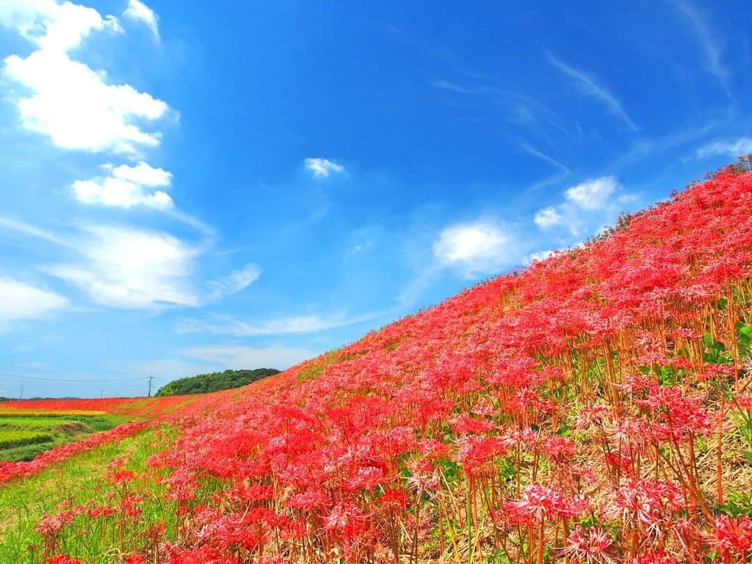 楽天トラベル さんのインスタグラム写真 - (楽天トラベル Instagram)「*** #愛知県 #矢勝川 有名な童話「ごんぎつね」の舞台となった「矢勝川」は、まるで童話の世界のような里山風景が広がるのどかなエリア。秋には川に沿って全長約1.5km、およそ300万本以上の #彼岸花 が一斉に咲き渡り、その幻想的な光景に魅了されます。  開花シーズン中に #ごんの秋まつり も開催され、矢勝川堤や「新美南吉記念館」周辺にて花嫁行列や紙芝居など、様々なイベントが催されます。 . ■ごんの秋まつり■ 2019年9月20日～10月4日 . ************************ 旅先で撮った素敵な写真に #rakutentravel を付けてシェアしてね♪ 厳選してこのアカウントで紹介させていただきます！ ************************ . #楽天トラベル #旅 #旅行 #旅に出よう #旅行好きな人と繋がりたい #日本 #일본 #rakutentravel #travel #trip #japan #instagramjapan #IG_JAPAN #japantrip #lovetraveling #aichi」9月9日 18時00分 - rakutentravel