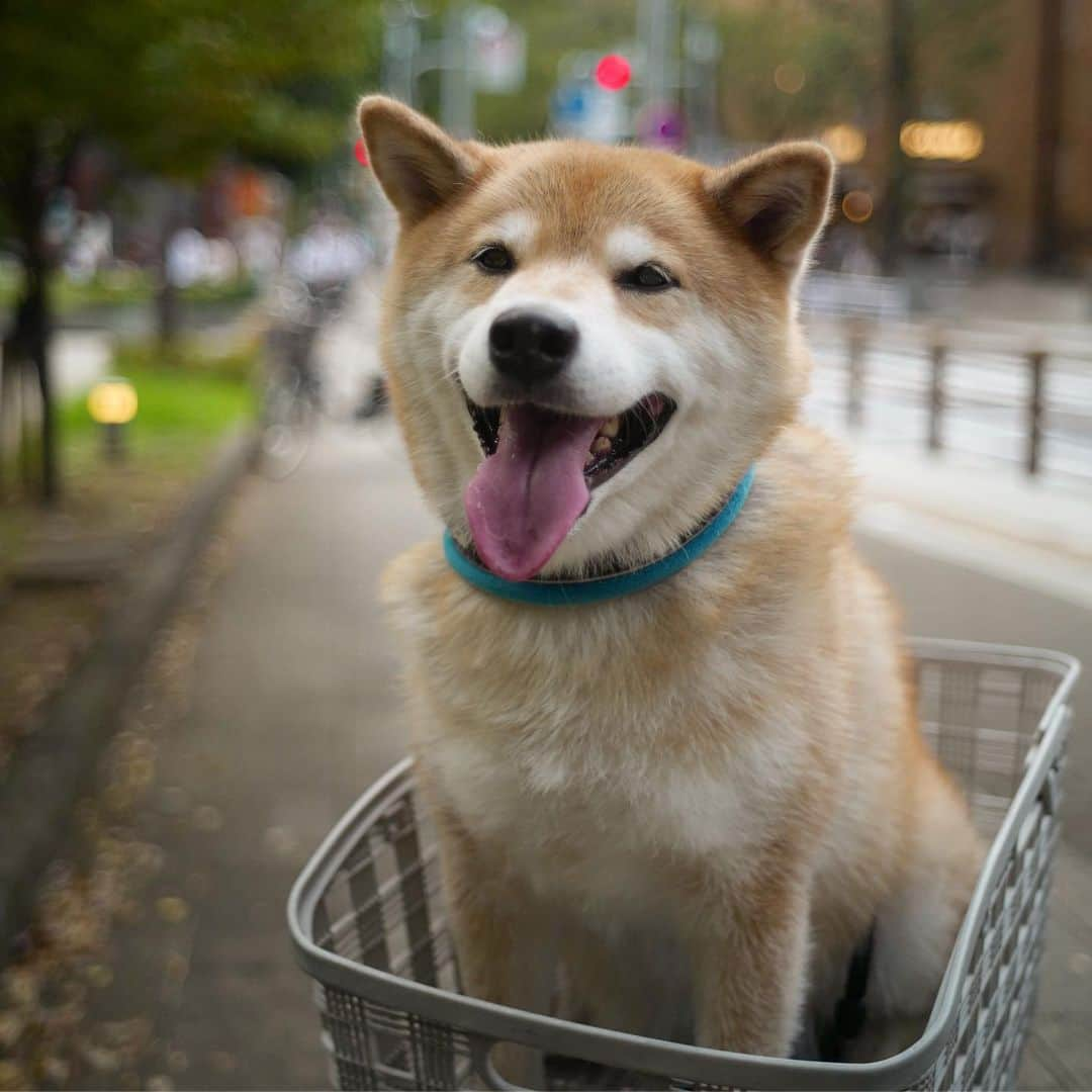 まる（まるたろう）さんのインスタグラム写真 - (まる（まるたろう）Instagram)「The summer heat was intense again today.✨🐶💦✨いや〜今日は暑かったな〜 #毛皮脱いでたからよかったよ #まっぱのようなもんだよね #今日は冷やしヤギミルクがいいな🤤 #かき氷🍧にかけてもいいかな #パパお願いしてみて」9月9日 18時47分 - marutaro