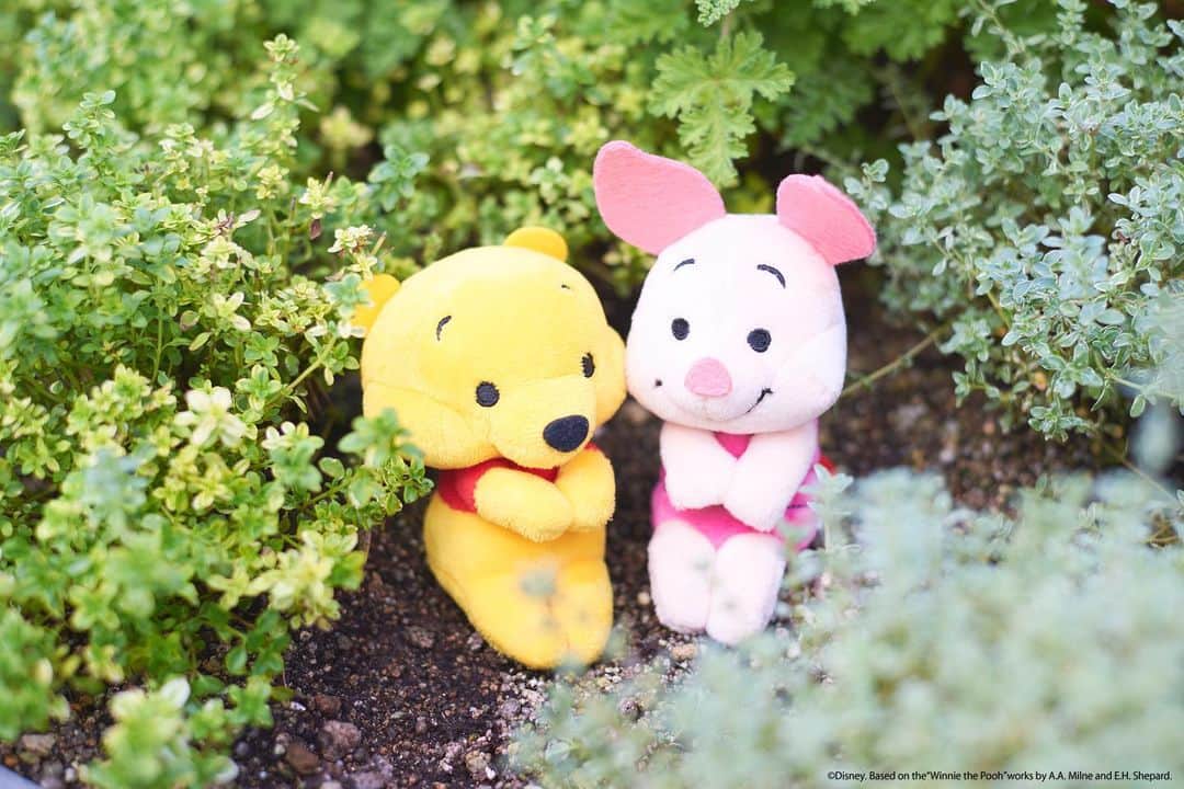 のインスタグラム：「#20190909 * 緑の中にいると、こころが落ち着くね プーさんとピグレット、なにをお話しているのかな * #ちょっこりさん #ディズニー#ディズニーグッズ #ぬい撮り#ぬいぐるみ #chokkorisan#disney #takaratomyarts #ぬいぐるみと撮り隊 #disney写真部 #ディズニーグッズ #ちょっこりさん好きな人とつながりたい」