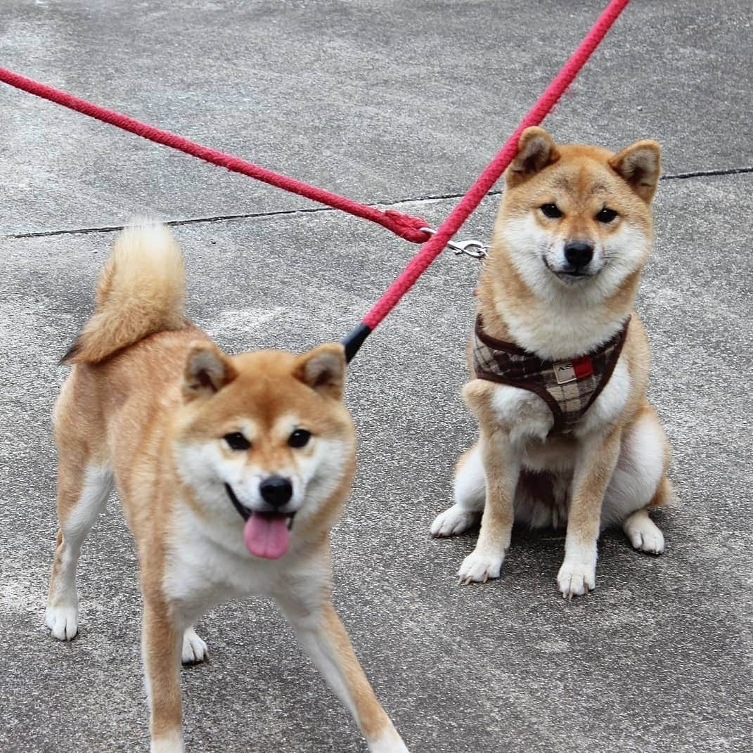 柴犬たま Shibainu Tamaさんのインスタグラム写真 - (柴犬たま Shibainu TamaInstagram)「🍀蔵出し映像リターンズ🍀 2年前の今日の写真が出てきた💨💨 * たま4歳、ミケ2歳… 童顔なりに少しは大人っぽくなったという事か？🤔(笑) * Caption trans🇬🇧 🍀 Memory clip returns 🍀 This pic is 2 years ago💨💨 (Tama 4 years old, Meekeh 2 years old) Now they look young but they are growing🤔(lol) * #柴犬たま #たママ #たま家族 #柴犬ミケ #蔵出し映像 #蔵出し映像リターンズ #仲良し親子 #舌ぺろ #あご黒 #笑顔 #かなりひし形 #カモメ眉 #カモメ眉毛 #両津勘吉 #柴犬 #shiba #shibainu #shibastagram #犬 #dog #多頭飼い」9月9日 19時10分 - tama7653