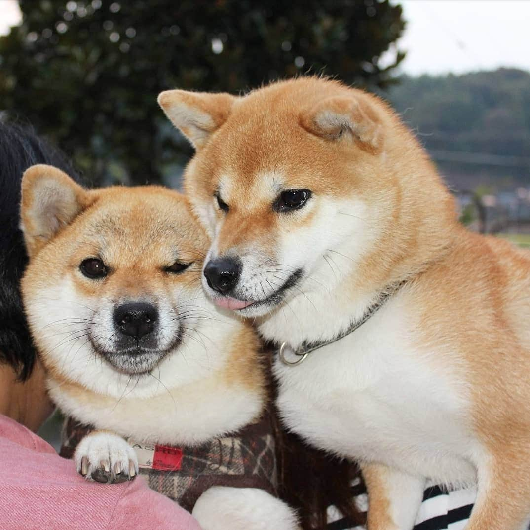 柴犬たま Shibainu Tamaさんのインスタグラム写真 - (柴犬たま Shibainu TamaInstagram)「🍀蔵出し映像リターンズ🍀 2年前の今日の写真が出てきた💨💨 * たま4歳、ミケ2歳… 童顔なりに少しは大人っぽくなったという事か？🤔(笑) * Caption trans🇬🇧 🍀 Memory clip returns 🍀 This pic is 2 years ago💨💨 (Tama 4 years old, Meekeh 2 years old) Now they look young but they are growing🤔(lol) * #柴犬たま #たママ #たま家族 #柴犬ミケ #蔵出し映像 #蔵出し映像リターンズ #仲良し親子 #舌ぺろ #あご黒 #笑顔 #かなりひし形 #カモメ眉 #カモメ眉毛 #両津勘吉 #柴犬 #shiba #shibainu #shibastagram #犬 #dog #多頭飼い」9月9日 19時10分 - tama7653