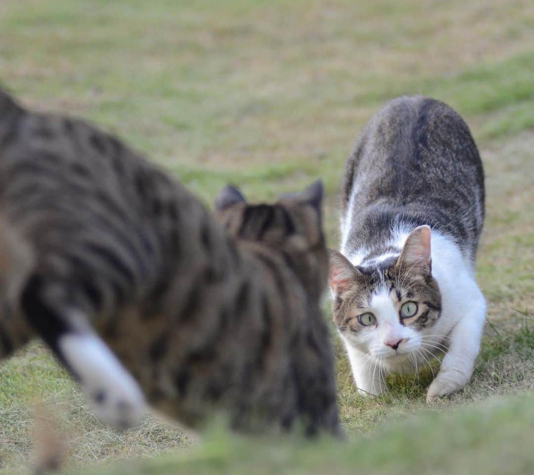 やふさんのインスタグラム写真 - (やふInstagram)「新吉の襲撃から逃げ切れない兄ちゃん . #cat #neko #catlovers #catsofinstagram #catstagram #instacat #猫 #ねこ #ネコ #保護猫 #新吉 #京太」9月9日 10時31分 - kyafy