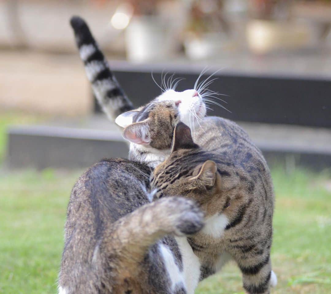 やふさんのインスタグラム写真 - (やふInstagram)「新吉の襲撃から逃げ切れない兄ちゃん . #cat #neko #catlovers #catsofinstagram #catstagram #instacat #猫 #ねこ #ネコ #保護猫 #新吉 #京太」9月9日 10時31分 - kyafy