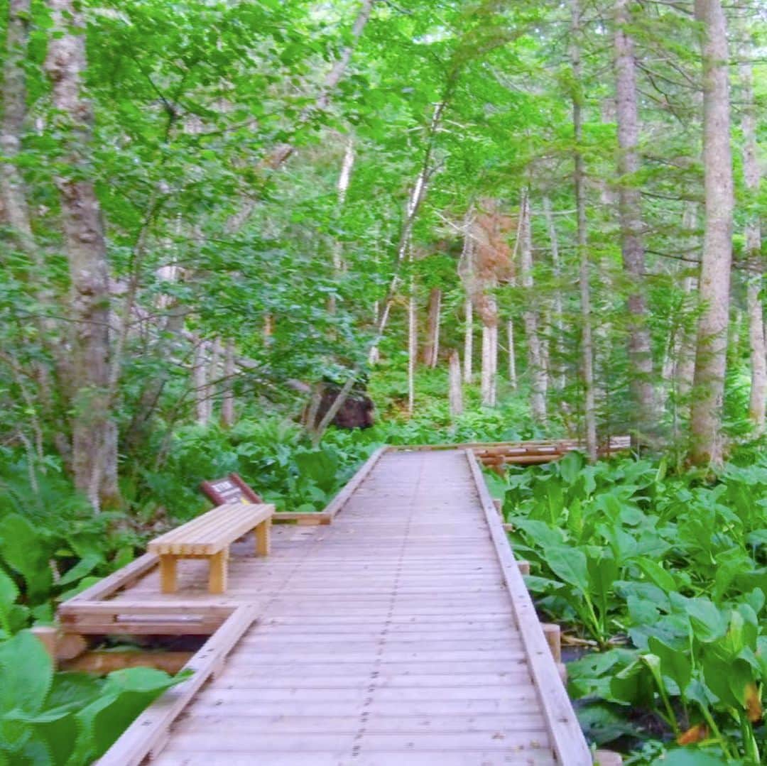 フジテレビ「空旅をあなたへ」さんのインスタグラム写真 - (フジテレビ「空旅をあなたへ」Instagram)「今週の空旅は、【北海道 釧路市】✈️ 22:54〜放送予定です！  手つかずの大自然が残る阿寒摩周国立公園。  その深い森の中を、気軽に歩いて周る事が できる、トレッキングコースがあるんです！ 大地の熱い息吹を感じられます。  日が沈み、夜を迎えると表情が一変。  森とデジタルアートを組み合わせて 作り出すのは、アイヌに伝わる物語の世界「カムイルミナ」✨✨✨ 幻想的な森のナイトウォークを、 体験する事ができるんです🥺  アイヌの伝説に刺激を受ける、特別な旅です。  #フジテレビ  #空旅  #空旅をあなたへ  #北海道  #釧路市  #阿寒湖  #カムイルミナ  #あかんましゅうこくりつこうえん  #ナイトウォーク  #soratabi」9月9日 11時12分 - soratabi_fuji