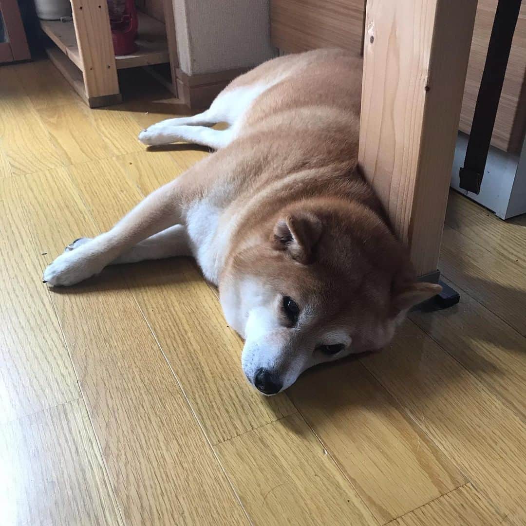 マル子さんのインスタグラム写真 - (マル子Instagram)「昨夜は久々に凄くてドキドキするレベルのファクサイ様でした。 我が家は未だ停電中😭 お犬様は涼しい場所を探して寝てます。 早く復活して下さい。 #マル子  #停電  #ファクサイ」9月9日 11時22分 - tomikago