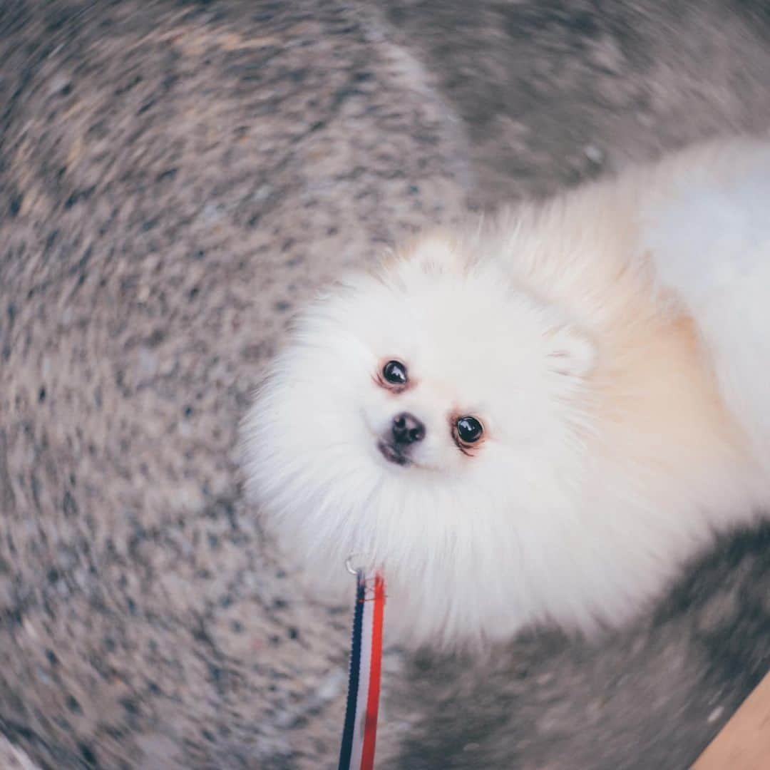 Diem、さんのインスタグラム写真 - (Diem、Instagram)「#photographer #diem #ange #pomeranian」9月9日 11時28分 - diem__